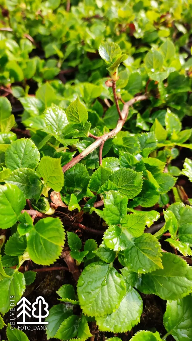 Calyptranthe petiolaris